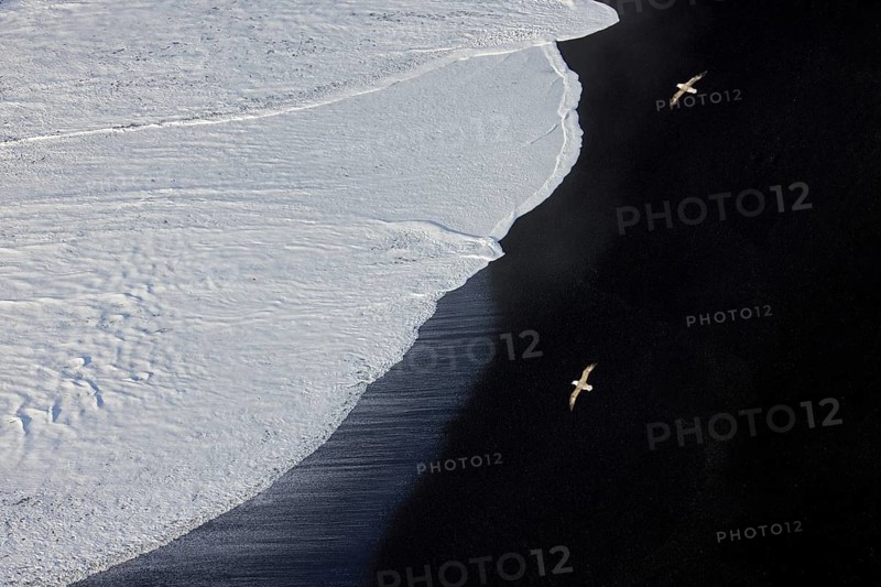 Aerial view over wave rolling over black sand, lava beach with two northern fulmars flying by at Vík í Mýrdal in winter, southern Iceland