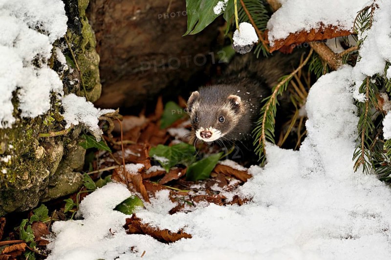 European polecat (Mustela putorius) or woodland polecat, looking out of the bushes, captive, Switzerland, Europe