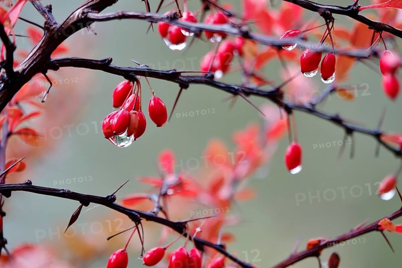 Autumn, After a rain, Barberry with water drops, Germany, Europe