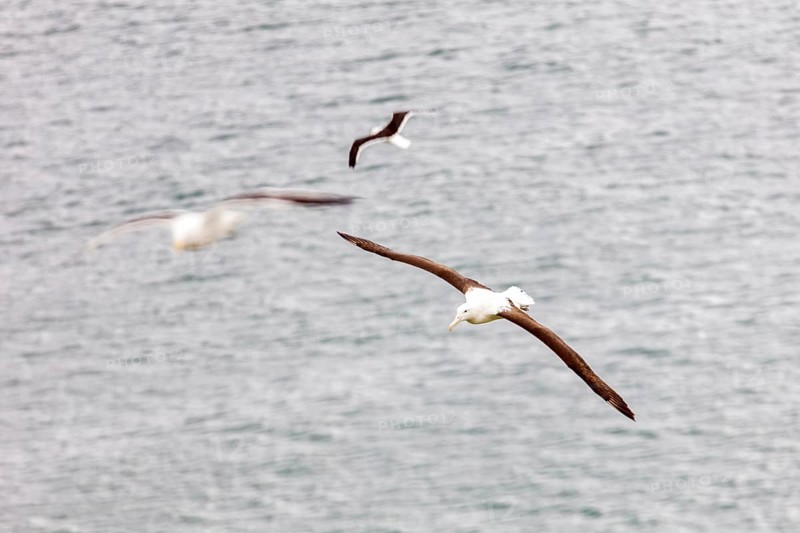 Albatros (Diomedea sanfordi), Taiaroa Head, Otago Peninsula, Neuseeland