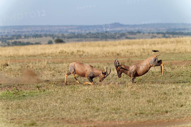Fight between two Topi lei antelope bulls, Maasai Mara Game Reserve, Kenya, Africa
