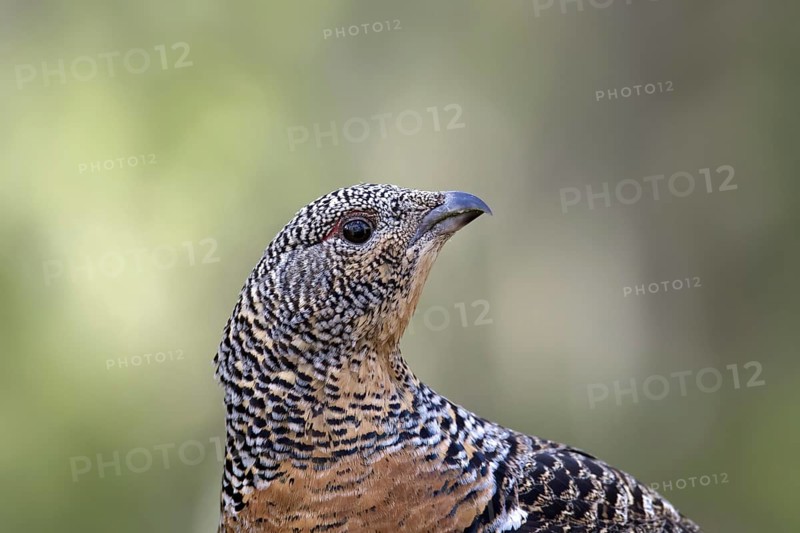 Close up portrait of Western capercaillie (Tetrao urogallus), wood grouse hen, female in spring