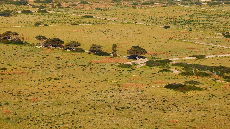 Green meadow, row of trees detail, Levanzo, Egadi Islands, Sicily, Italy, Europe