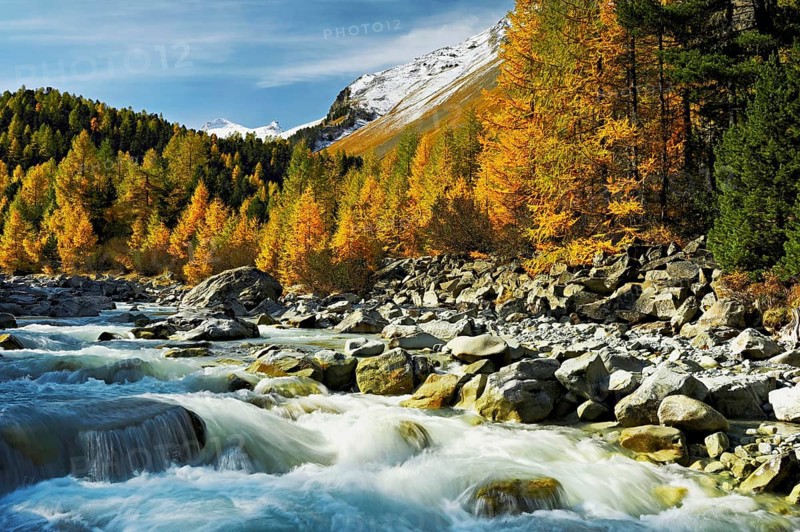 Autumn coloured larch forest (Larix), at the river Roseg, Val Roseg, Pontresina, Graubünden, Engadin, Switzerland, Europe