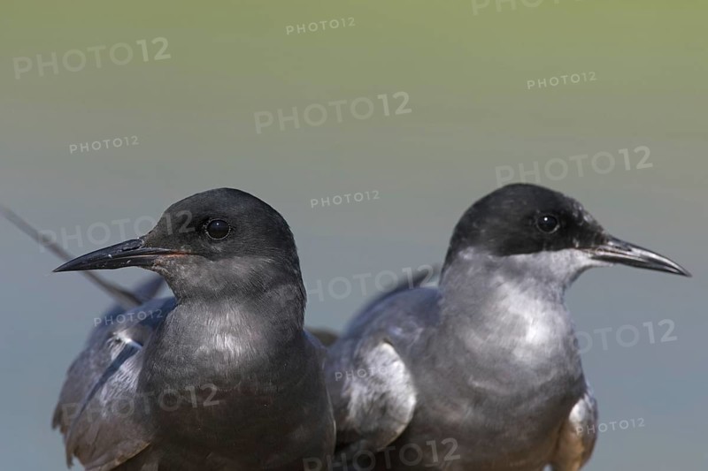 Black tern (Chlidonias niger) close up of pair in breeding plumage in spring