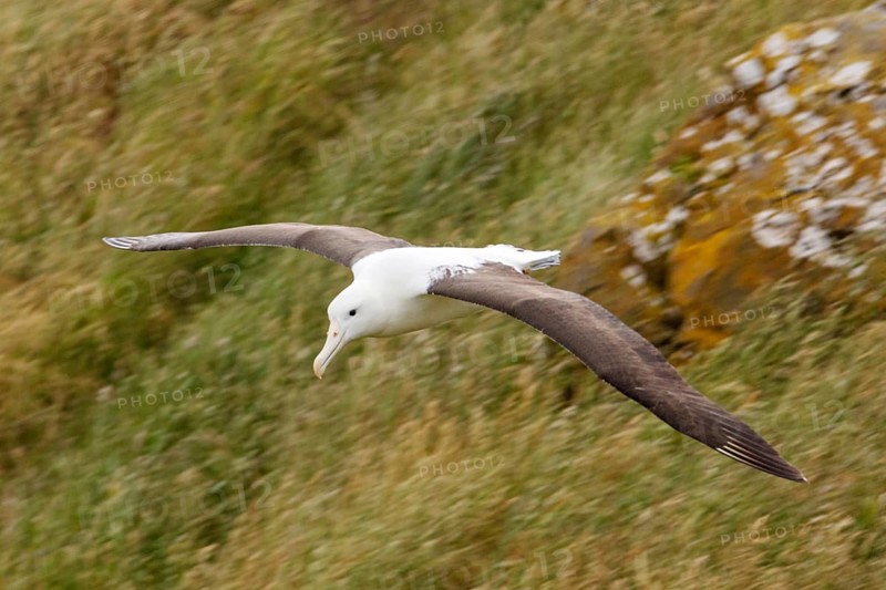 Albatros (Diomedea sanfordi), Taiaroa Head, Otago Peninsula, Neuseeland