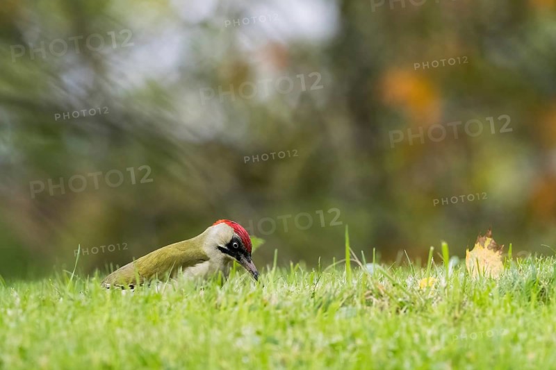 European green woodpecker (Picus viridis) foraging in a meadow, autumn bokeh, Hesse, Germany, Europe