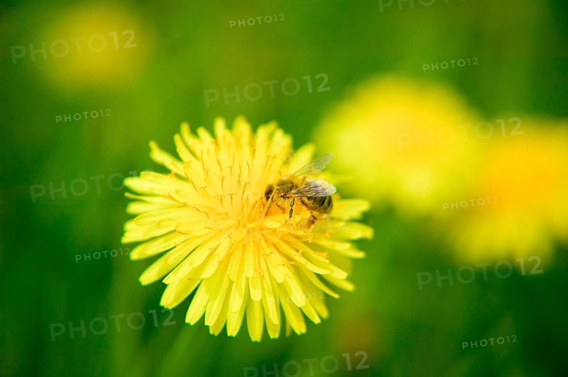 The common dandelion (Taraxacum) is a group of very similar and closely related plants in the dandelion genus of the Asteraceae family. These plants are usually referred to simply as dandelions
