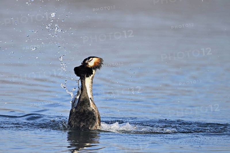 Great Crested Grebe (Podiceps cristatus), mating breeding pair, pair doing a penguin dance and presenting nesting material to each other, Switzerland, Europe