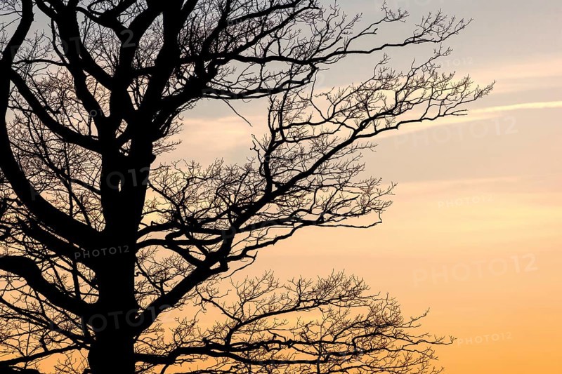 Tree branches on a leafless tree in silhouette at sunset
