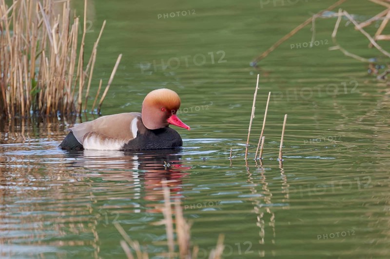 Red-crested Pochard (Netta rufina), Baden-Württemberg, Germany, Europe