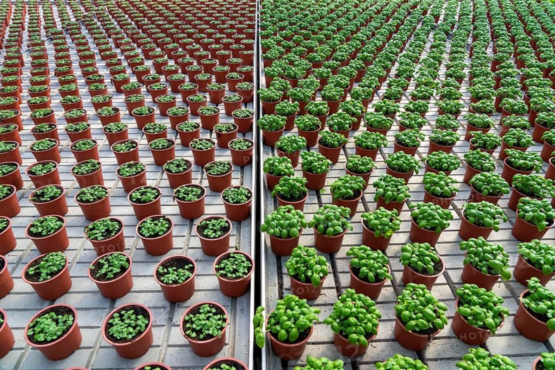 Agriculture, herb gardening, basil plants in pots, in various stages of growth, in a greenhouse