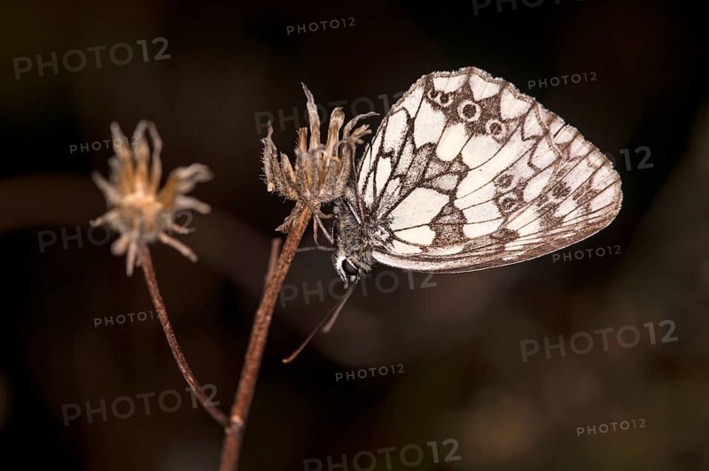 Chequerboard butterfly (Melanargia galathea) in typical sleeping position, Valais, Switzerland, Europe
