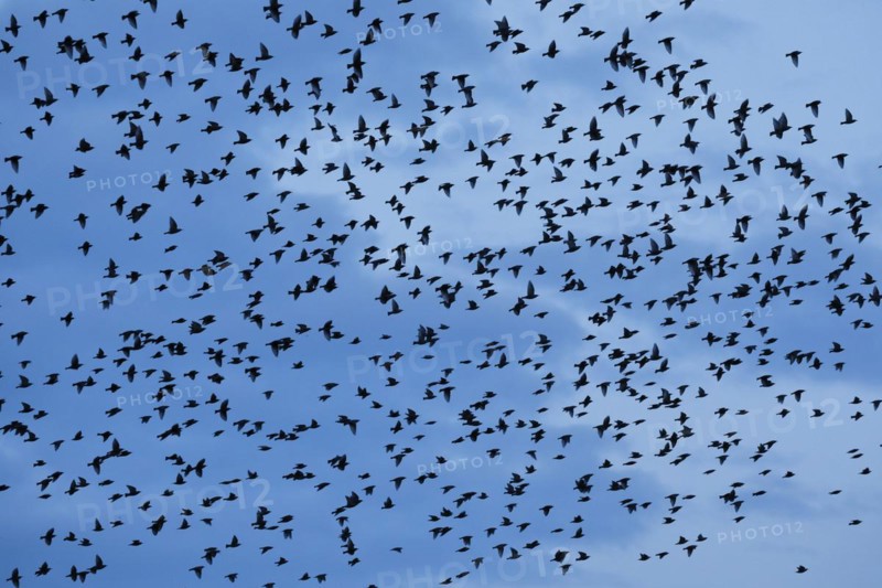 Flock of starlings in flight at dusk