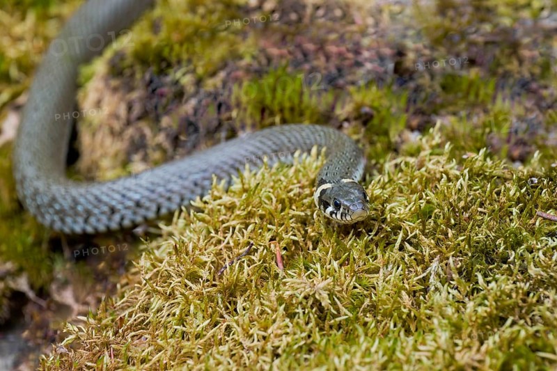 Grass snake (Natrix natrix), Bavaria, Germany, Europe