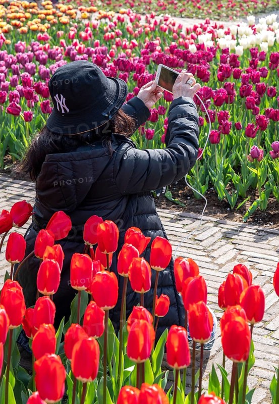 The Keukenhof, gardens, amusement park, spring park, spring flower show, near Lisse, South Holland, Netherlands, tulip, daffodil and hyacinth show with over 7 million flowers, one of the biggest tourist attractions in Holland