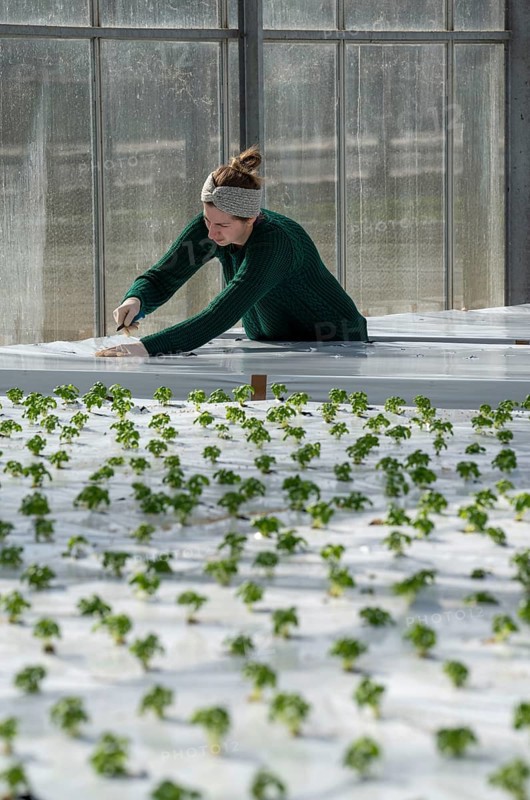 Agriculture, herb nursery, basil seedlings, growing in a greenhouse