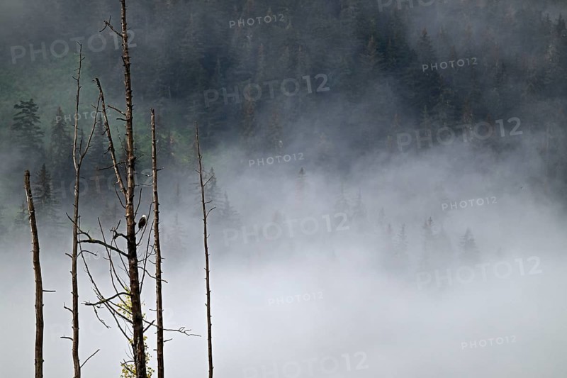 Bald eagle (Haliaeetus leucocephalus) perched on a dead tree in front of the cloudy Pacific rainforest, Prince William Sound