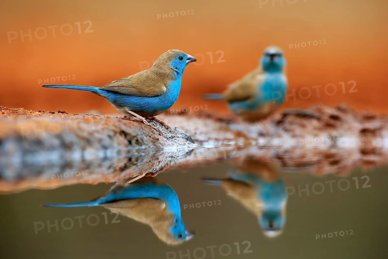 Blue-winged Oriole (Uraeginthus angolensis), Angola Butterfly Finch, adult, two birds, at the water, Kruger National Park, Kruger National Park, Krugerpark, South Africa, Africa