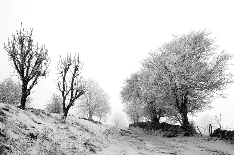 Aubrac plateau. Hedge of trees and path in winter. Lozere department. Occitanie. France