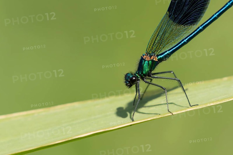 Banded demoiselle damselfly (Calopteryx splendens) adult male insect resting on a reed leaf in the summer, Suffolk, England, United Kingdom, Europe