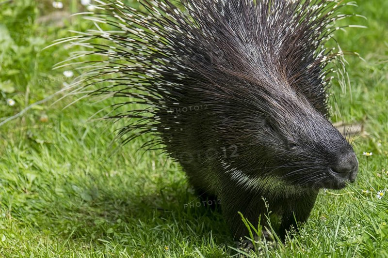 Crested porcupine (Hystrix cristata) native to Italy, North Africa and sub-Saharan Africa