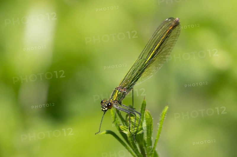 Banded demoiselle damselfly (Calopteryx splendens) adult female insect resting on a leaf in the summer, Suffolk, England, United Kingdom, Europe