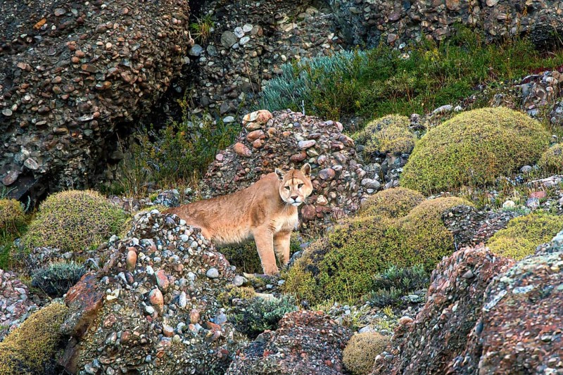 Cougar (Felis concolor patagonica) wbl. Torres del Paine NP, Chile, Torres del Paine NP, South America