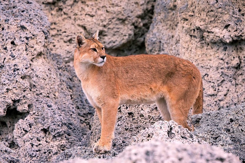 Cougar (Felis concolor patagonica) wbl. Torres del Paine NP, Chile, Torres del Paine NP, South America