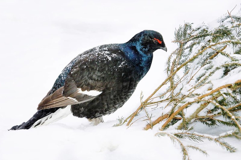 Black grouse, cockerel, winter, (Tetrao tetrix), Bavarian Forest, Bavaria, Federal Republic of Germany