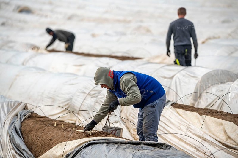 Asparagus harvest in the Rhineland, asparagus pickers at work in an asparagus field covered with plastic sheeting to allow the asparagus to grow better in the cold spring, Dormagen-Broich, North Rhine-Westphalia, Germany, Europe