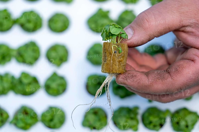 Agriculture, herb gardening, basil young plants, in pressed pots, with growing soil and nutrients, are planted in beds in a greenhouse