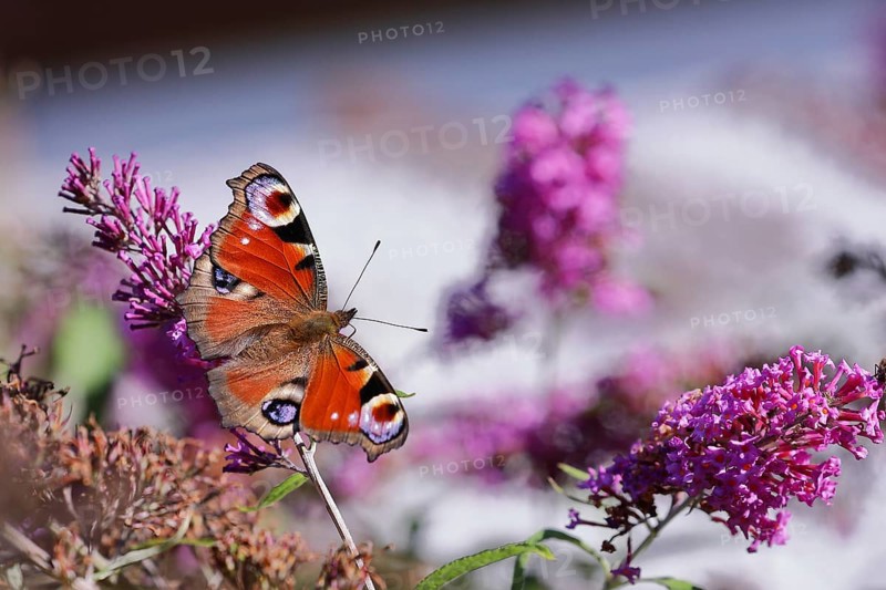 European peacock (Aglais io), on summer lilac or butterfly-bush (Buddleja davidii), Wilden, North Rhine-Westphalia, Germany, Europe