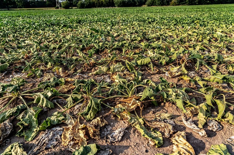 Field with withered plants, sugar beet that did not survive the long drought, low rainfall summer season, near Minden, North Rhine-Westphalia, Germany, Europe