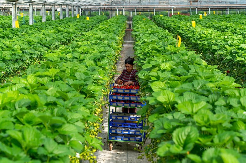 Harvesting strawberries, harvest helper, strawberry cultivation in the greenhouse, young strawberry plants grow up, in different stages of ripeness are watered individually by drip irrigation and supplied with nutrients, they grow in a substrate culture in raised beds, near Dormagen, Rhineland, North Rhine-Westphalia, Germany, Europe