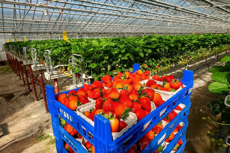 Freshly harvested strawberries, packed in boxes and crates for the consumer, strawberry cultivation in the greenhouse, young strawberry plants grow up, in different stages of ripeness are individually watered by drip irrigation and supplied with nutrients, they grow in a substrate culture in raised beds, near Dormagen, Rhineland, North Rhine-Westphalia, Germany, Europe