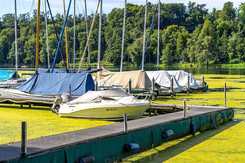Green carpet of plants on Lake Baldeney in Essen, proliferating aquatic plant Elodea, waterweed, an invasive species, the fast-growing aquatic plant proliferates on large parts of the Ruhr reservoir, increased water temperatures accelerate growth, recreational boat traffic is severely impaired, jetties of the Segler Kameradschaft Essen-Heisingen SKEH, the navigation channel is kept clear, Essen, North Rhine-Westphalia, Germany, Europe
