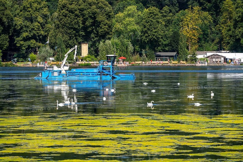 Mowing boat Nimmersatt, of the Ruhrverband, tries to keep the green plant carpet on the Lake Baldeney in Essen, in check, proliferating water plant Elodea, waterweed, an invasive species, the fast-growing water plant proliferates on large parts of the Ruhr reservoir, increased water temperatures accelerate the growth, the leisure boat traffic is severely impaired, Essen, North Rhine-Westphalia, Germany, Europe