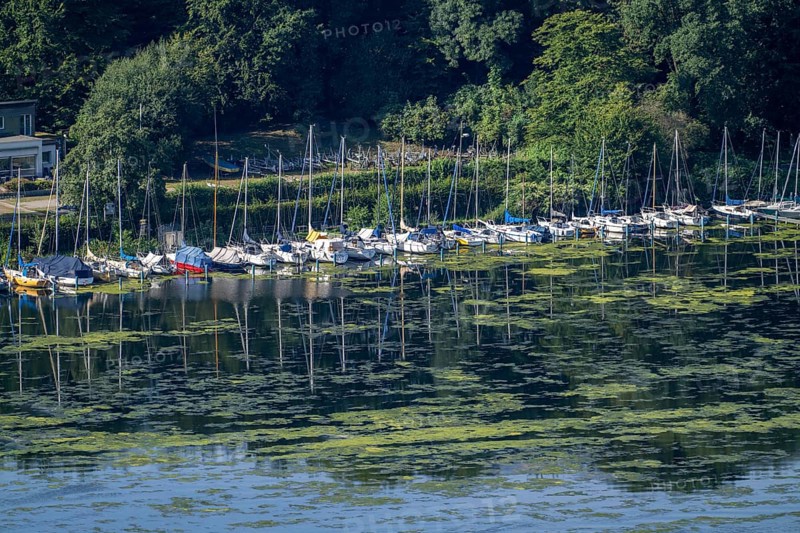 Green carpet of plants on Lake Baldeney in Essen, proliferating aquatic plant Elodea, waterweed, an invasive species, the fast-growing aquatic plant proliferates on large parts of the Ruhr reservoir, increased water temperatures accelerate growth, recreational boat traffic is severely impaired, jetties of the Lake Baldeney sailing community, Essen, North Rhine-Westphalia, Germany, Europe