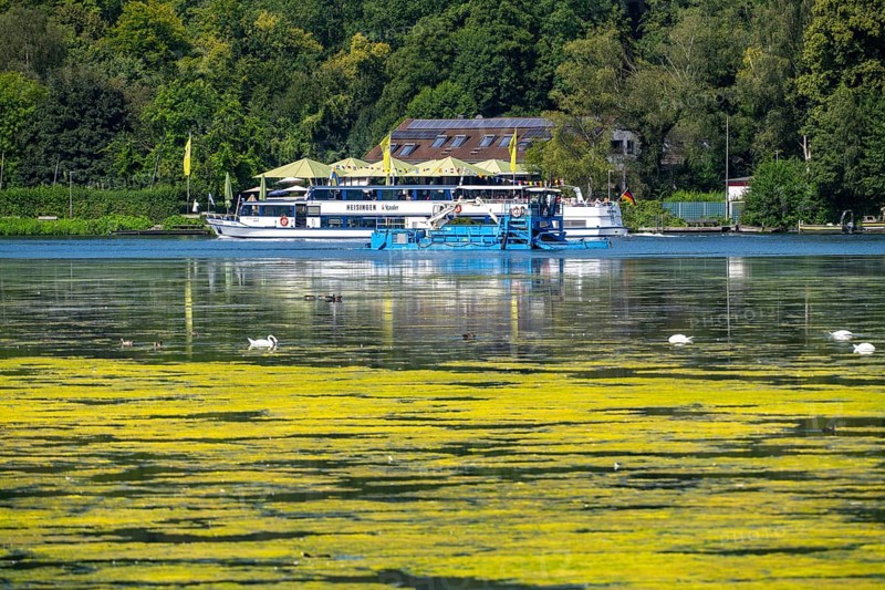 Mowing boat Nimmersatt, of the Ruhrverband, excursion boat of the White Fleet, Heisingen, tries to keep the green plant carpet on the Lake Baldeney in Essen, in check, proliferating aquatic plant Elodea, waterweed, an invasive species, the fast-growing aquatic plant proliferates on large parts of the Ruhr reservoir, increased water temperatures accelerate the growth, the leisure boat traffic is severely impaired, Essen, North Rhine-Westphalia, Germany, Europe