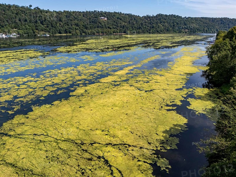Waterweed, Elodea, an invasive species, green carpet of plants on Lake Baldeney in Essen, the fast-growing aquatic plant proliferates on large parts of the Ruhr reservoir, increased water temperatures accelerate growth, recreational boat traffic is severely impaired, Essen, North Rhine-Westphalia, Germany, Europe