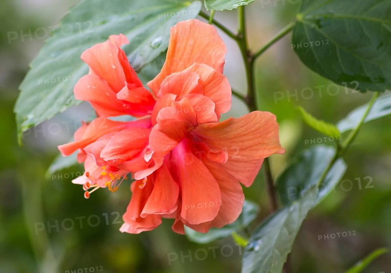 Orange with red hibiscus flower in botany garden