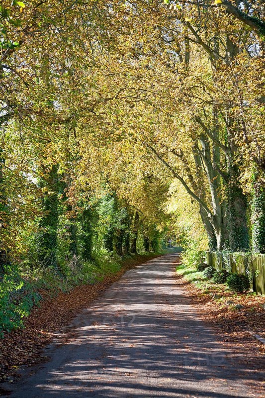 Quiet tree-lined country lane in autumn Lockeridge, Wiltshire, England, UK