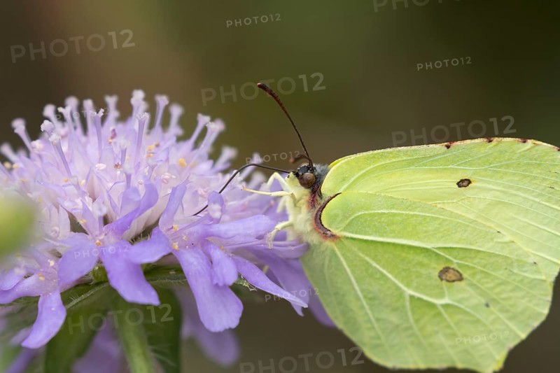Brimstone butterfly (Gonepteryx rhamni) adult male insect feeding on a Field scabious flower in the summer, Suffolk, England, United Kingdom, Europe