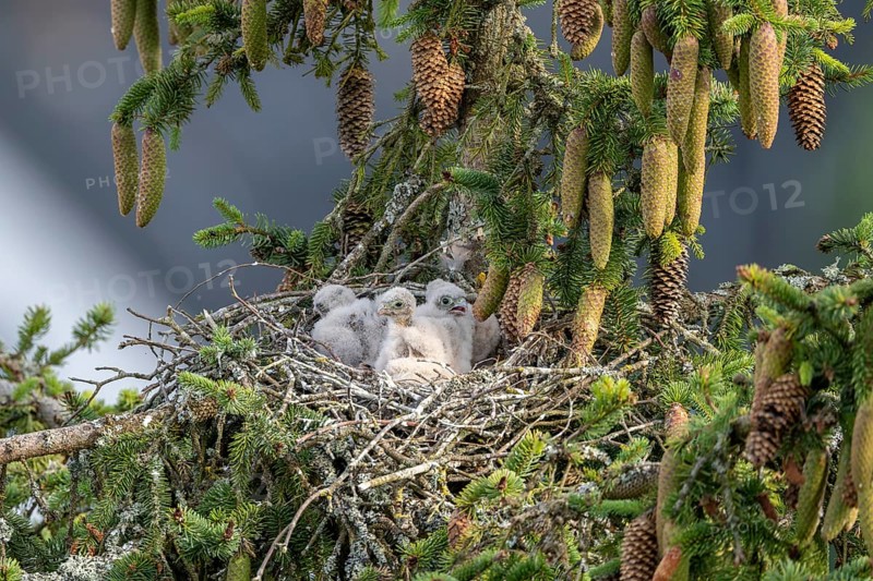 Common kestrel (Falco tinnunculus), young bird not yet able to fly, Vulkaneifel, Rhineland-Palatinate, Germany, Europe