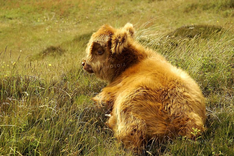 Galloway, Scottish Highland Cattle, Scotland, Great Britain