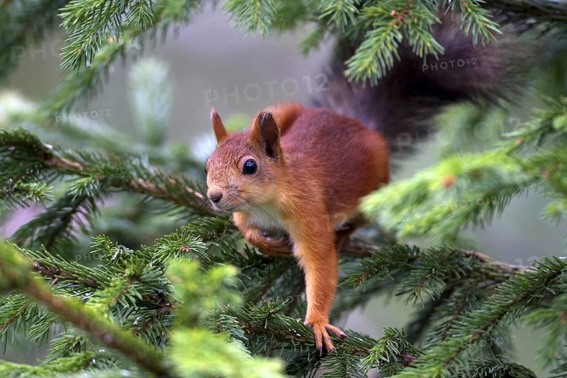 Squirrel, (Sciurus vulgaris), young animal, Finland, young animal, animal children, Finland, Europe