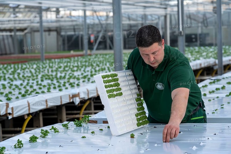 Agriculture, herb gardening, basil young plants, in pressed pots, with growing soil and nutrients, are planted in beds in a greenhouse