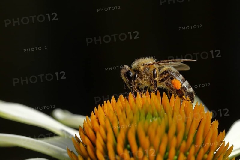 Honey bee (Apis mellifera), with pollen cup collecting nectar from a white coneflower (Echinacea paradoxa), black background, Wilnsdorf, North Rhine-Westphalia, Germany, Europe