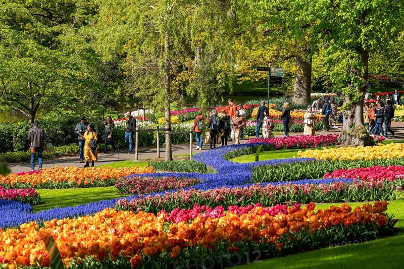 The Keukenhof, gardens, amusement park, spring park, spring flower show, near Lisse, South Holland, Netherlands, tulip, daffodil and hyacinth show with over 7 million flowers, one of the biggest tourist attractions in Holland